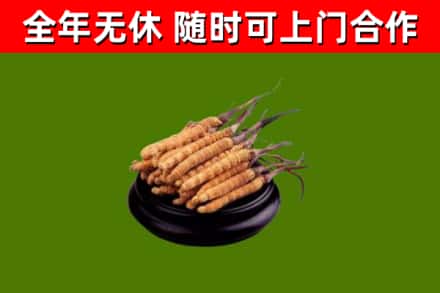 蠡县回收散虫草