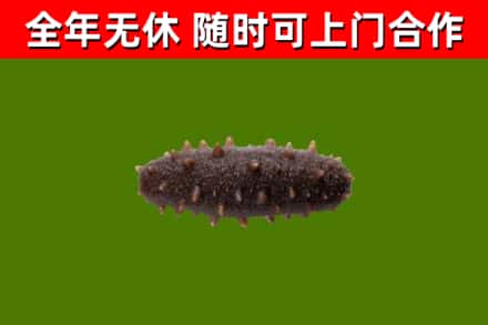 蠡县回收海参干